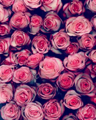 W różanym nastroju 🌹 życzymy wszystkiego najlepszego całemu gronu pedagogicznemu 🌹 #roza #roze #róż #róża #rose #roses #pink #pinkflowers #flowers #flowersarebeautiful #kwiaty #kwiatysapiekne #kwiatysąpiękne #nature #kwiatycięte #nauczyciel #dziennauczyciela #dzieńnauczyciela #teachersday #milegodnia #kochamykwiaty